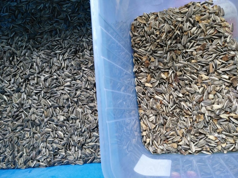 Digital Optical CCD Sunflower Seeds Color Sorter Machine For Sorting All Kinds Of Seeds With Best Factory Price