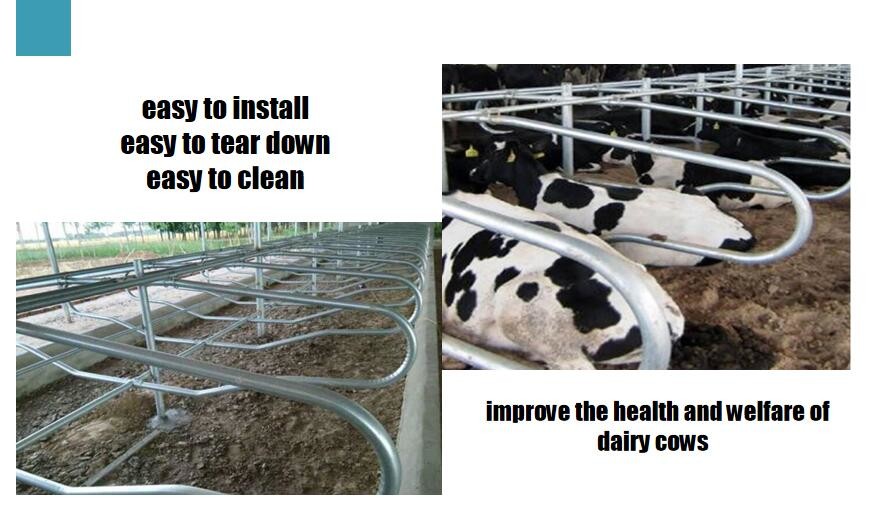 Cattle 9JY Type Acid Proof Free Stall Dairy Barn for Livestock