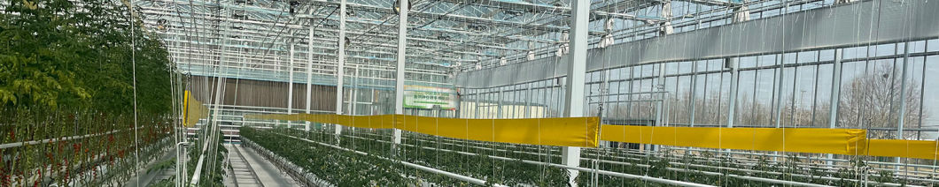 Soilless Culture Film Greenhouse Design for Vegetables and Temporary Heating Method