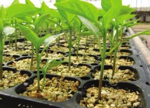 ISO9001 50 Gallon Plastic Plant Pots Fast Growth Tree Root Container