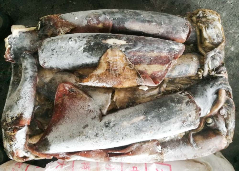 Whole Round Frozen Giant Squid