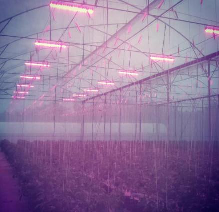 Green House ETL IP67 200w Led Grow Light , Waterproof Led Light Bar For Plants