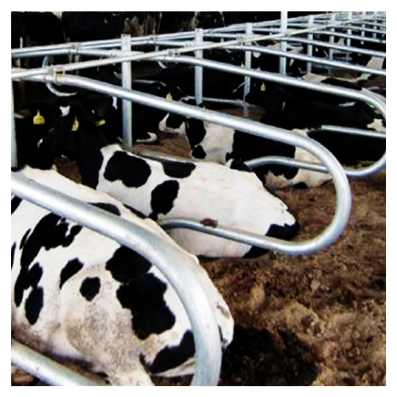 200cm Free Stall Barn Galvanized Round Tube And Stell Pipe For Cow
