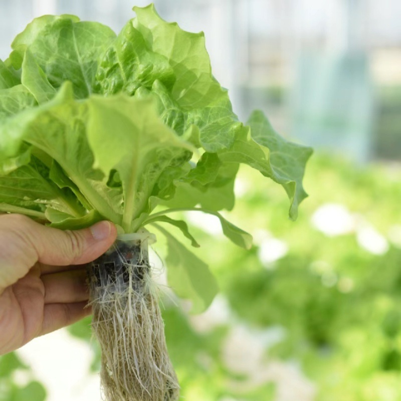 Water Pipe Tunnel Greenhouse for Tomatoes and Strawberries