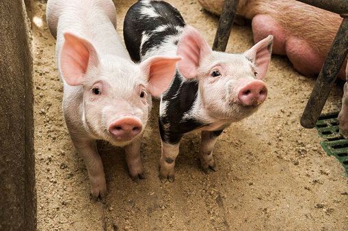 609-386-0 EINECS No. MCP Calcium Hydrogen Phosphate A Must-Have for Aquaculture Animals