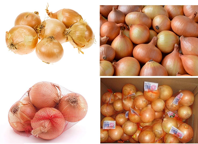 Restaurant Aging Resistance Natural Fresh Onion