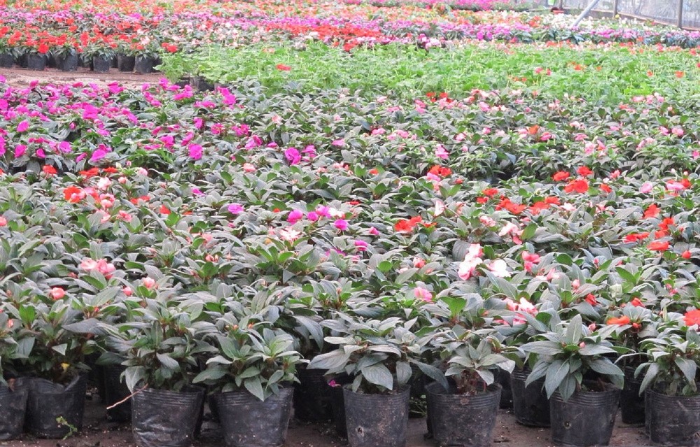 Nontoxic HDPE 6 Inch Plastic Growers Pots 5 Gallon In Plant Engineering