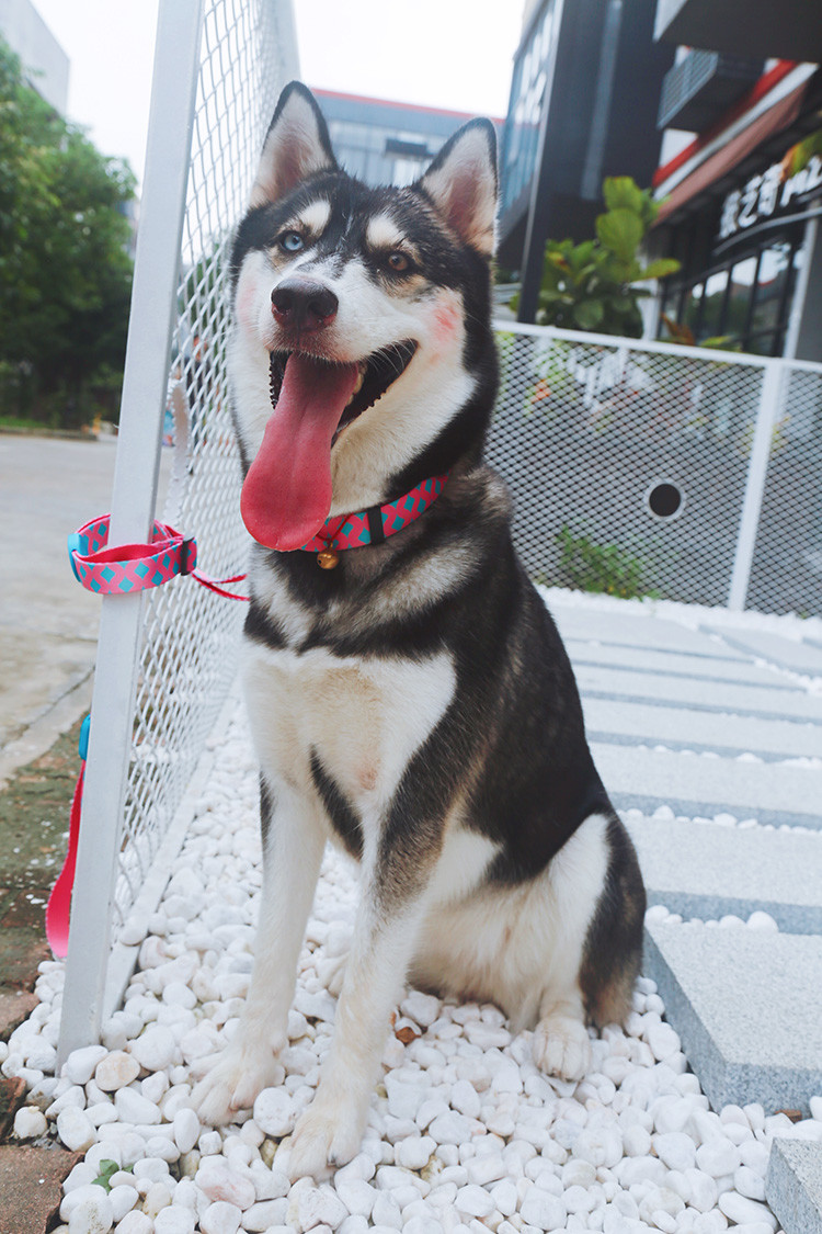 1 1 2 Inch Martingale Dog Collars And Leashes With Buckle Bobby Dog Collar