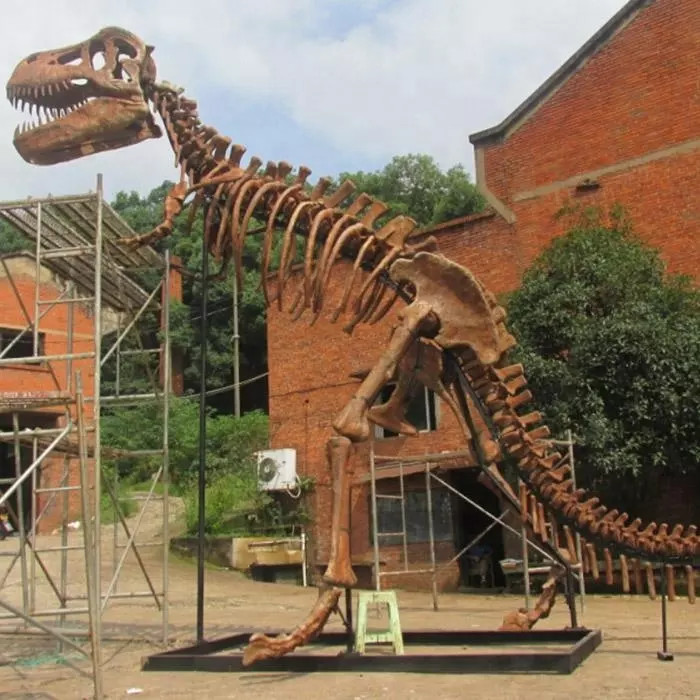 Indoor Dinosaur Skeleton Replica Youth Age 12 Months Warranty