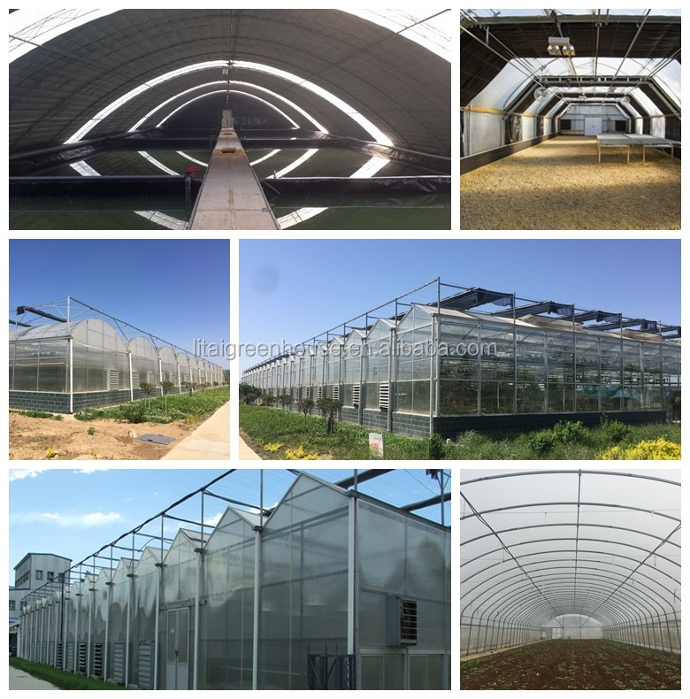 Film Covered Galvanized Greenhouse for Stable Structure and Vegetable Cultivation