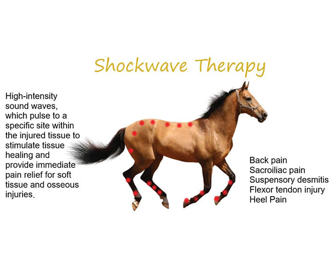 2000000 Shots Veterinary Horse Pain Shockwave Therapy Machine