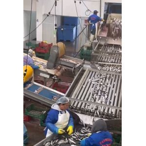 High Quality Automatic Fish Machine And Small Fish Sorting Line With 5-10T/H