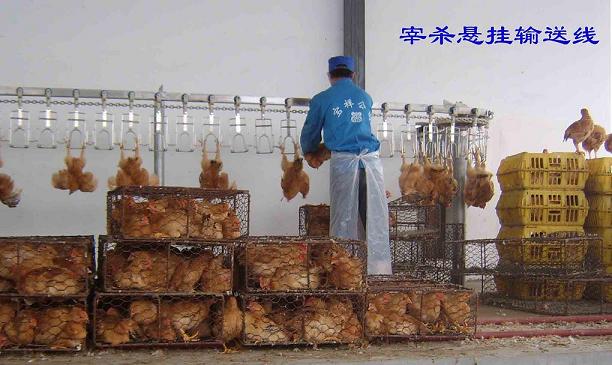 SS 304 Poultry Defeathering Equipment Halal Automatic Chicken Slaughtering Machine
