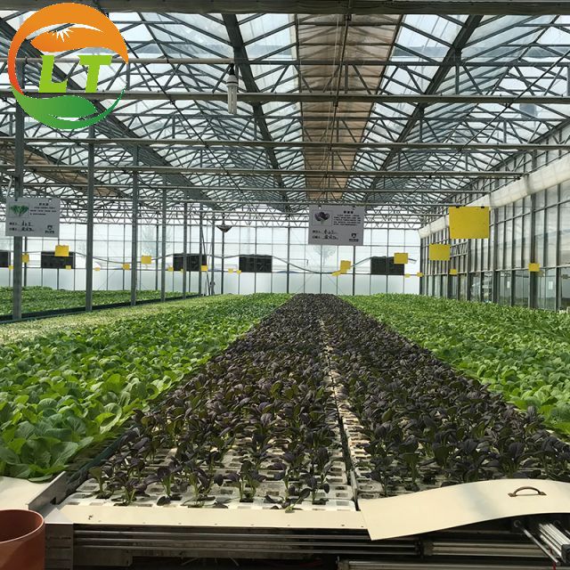 Large Multi-Span Glass Greenhouse with Hot-Dip Galvanized Skeleton and Control System