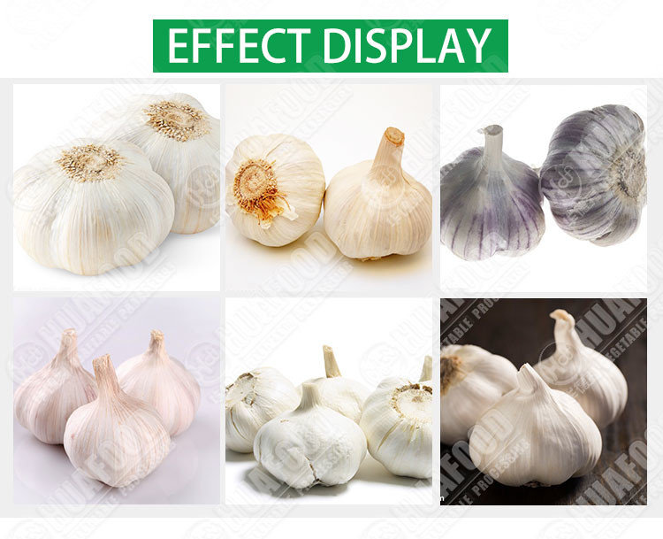 Mini Fresh Garlic Root Cutter Electric 2.8kw Garlic Root Cutting Machine