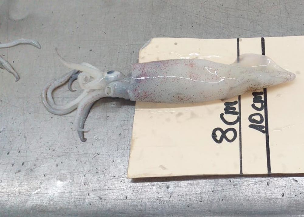 Iso22000 Frozen Illex Squid 18cm - 25cm Size 10kg Bill Of Loading
