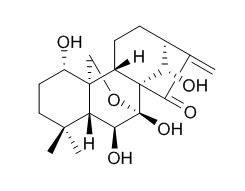 Pure Natural Rabdosia rubescens Extract, Rubescensin(Cas No.28957-04-2), 0.5%-98% Oridonin
