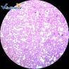 Buy cheap Hospitals Schools Parasite 1.2mm 1 X 3 Histology Microscope Slides from wholesalers