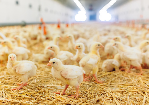 609-386-0 EINECS No. MCP Calcium Hydrogen Phosphate A Must-Have for Aquaculture Animals