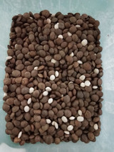 Sacha Inchi Processing Machine Sacha Inchi Colour Separation Machine Maquinas