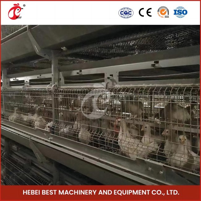 Space Saving Automatic Broiler Cage System For 120-200 Chickens Rose