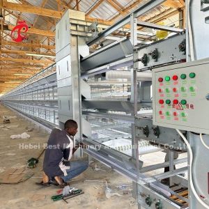  Automated Poultry Layer Cage With Feeder And Adjustable Nipple Drinker System Manufactures