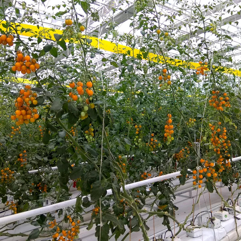 1650ft/lbs 2500ft/lbs PP Tomato Tying Twine With UV Resistance