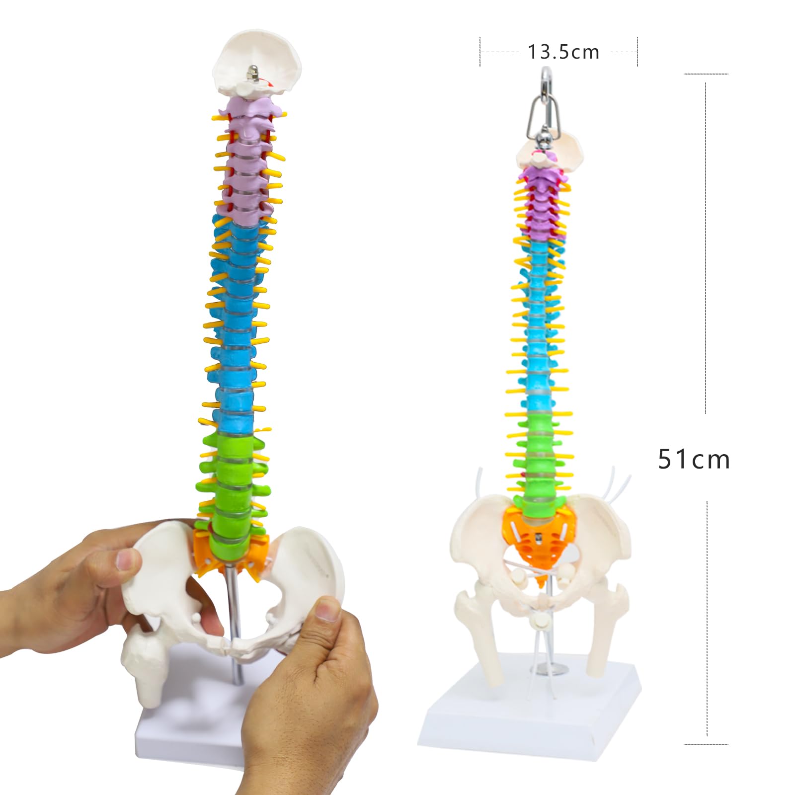 Vertebrae Nerves Arteries Pelvic Bone And Femur Anatomical Skeleton Full Size With Stand
