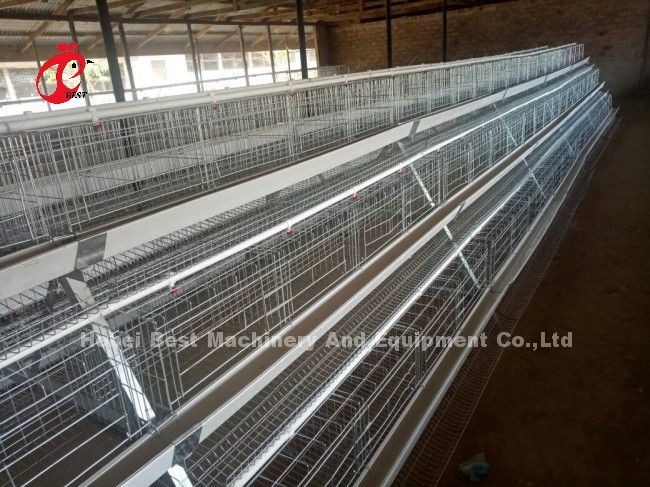 A Or H Type Automatic Chicken Cage Equipment Of Feeding Hopper Egg Collection System For 35,000 Birds Doris