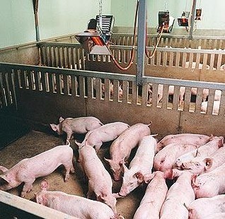 Infrared Gas Brooder Natural LPG Heater Poultry House Chicken Coop THD6806 5000pa