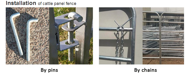 Australia standard galvanized cattle panel fence Cattle Crush,Cattle Chute