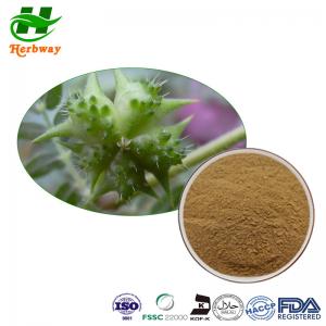  Tribulus Terrestris Extract 40%-95% Saponins Powder Food Grade Manufactures