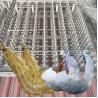 Buy cheap Flexible Prawn Deshelling Machine , Industrial Automatic Shrimp Peeler And from wholesalers