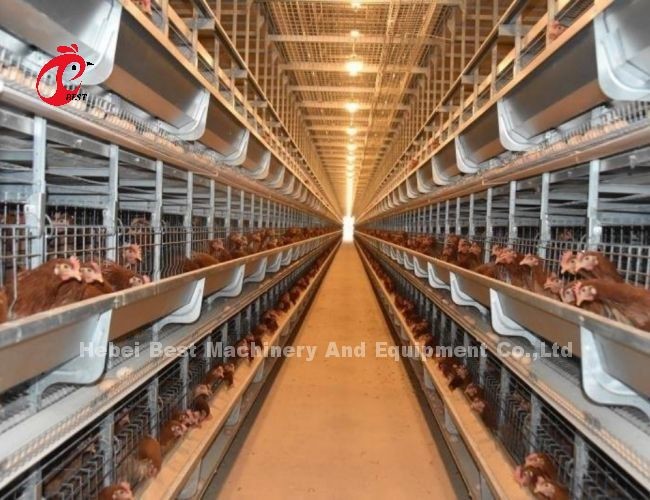 3 Tiers 40cm Cell Height Layer Battery Cage System For Improved Layer Productivity Iris