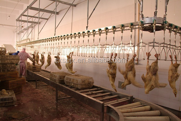 500PCS Automatic Poultry Slaughterhouse Equipment Stainless Steel Chicken Farming Line