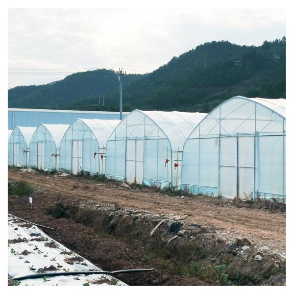 8x30 Meter Agricultural Commercial Vegetable Plastic Film Tunnel Greenhouse For