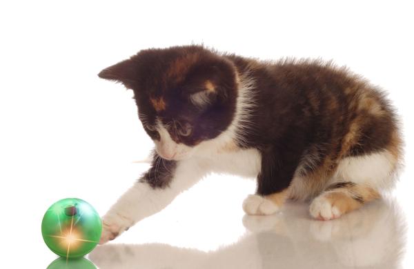 Lightweight Cute Pet Toys Abs Ball Diameter 44mm Four Kinds Of Sounds For