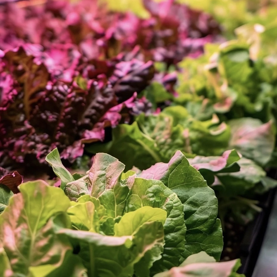 Greenhouse Container Roofing Sheet for Vegetables