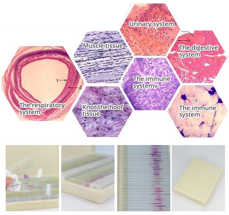 Prepared Higher Education 100pcs Microscope Slides Set For Students