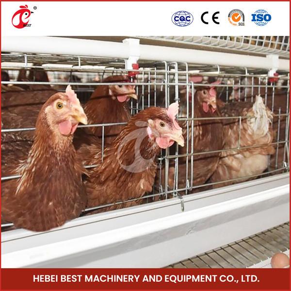 Sturdy White Poultry Cage System For 96-200 Birds Galvanized Steel Structure