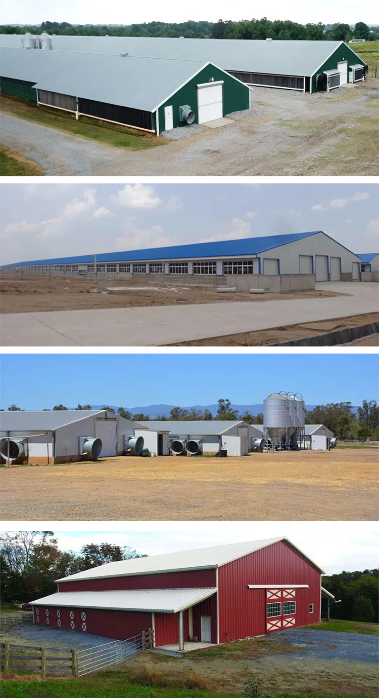 Improved Productivity Prefab Steel Structure Dairy Cow Shed Farm