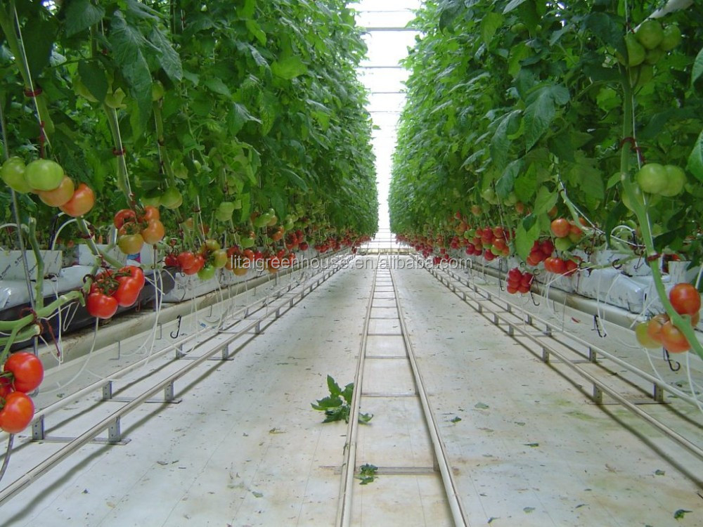 Grow Your Own Strawberries at Home with this Hydroponic Growing System Easy to Install
