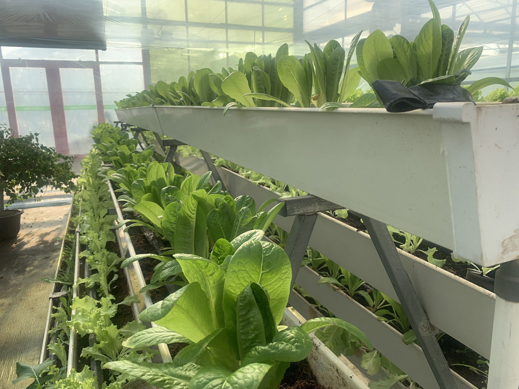 Innovative Hydroponic System for Film Greenhouse Cultivation