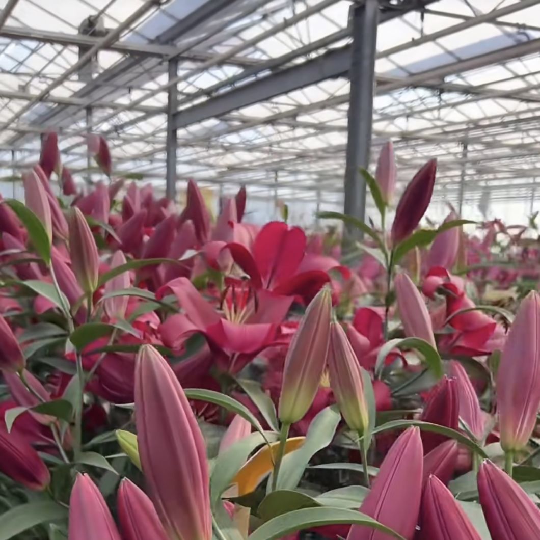 Hot DIP Galvanized Steel Glass Greenhouse