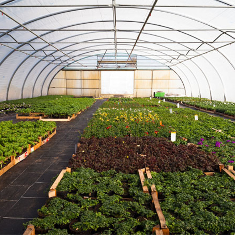 Metal Frame Tunnel Greenhouse With Ventilated Serre Agricole Plant Tunnel Greenhouse Increase Yield And Quality Cost-Effective