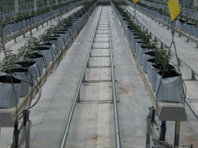Steel Frame Agricultural Multi Span Greenhouse For Year Round Crop Production