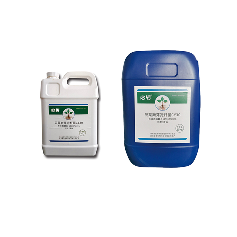 Bacillus Velezensis CY30 Blueberry Plant Fertilizer For Strawberry Plants