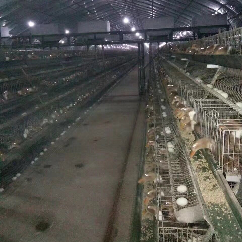 High Quality Poultry Duck Cage , U Shape Steel Battery Duck Cage For Sale