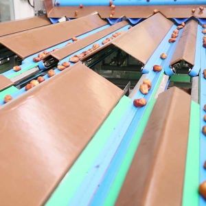 Efficient 6-Lane Palm Dates Sorting Machine Defect Sorting 1.4 Tons per Hour