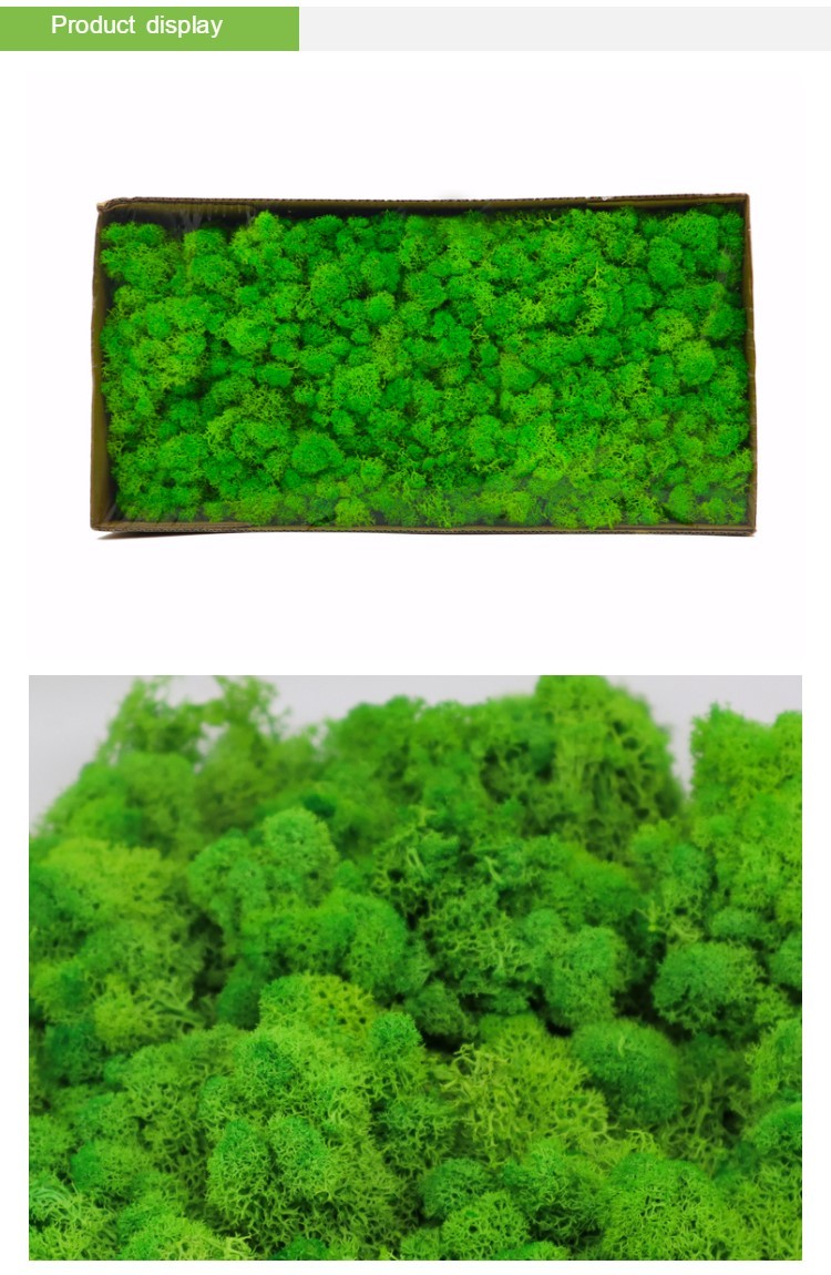Preserved Moss wall decoration interior decoration beautiful stabilized preserved reindeer moss